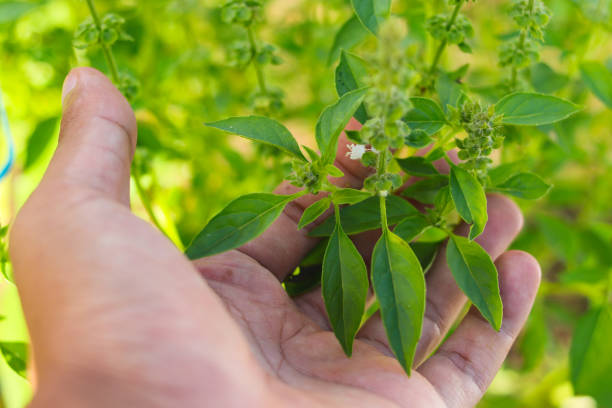 istock hand holding holy basil leaves 1402724242