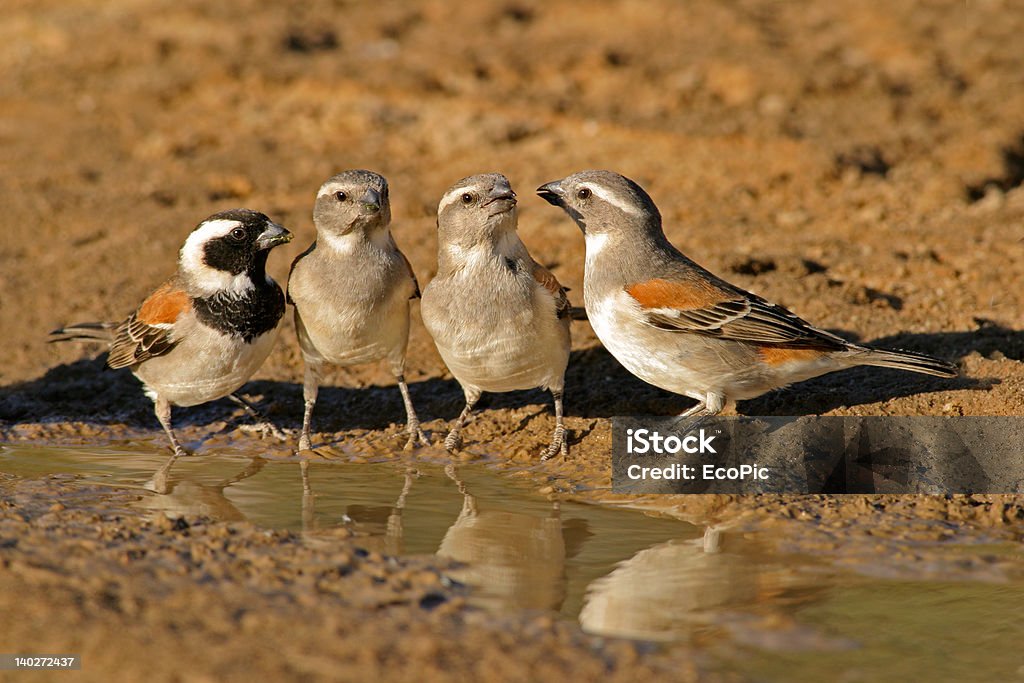 Cap sparrows - Photo de Afrique libre de droits
