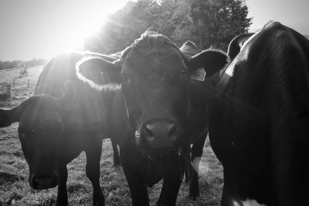 istock Beef cow with sun shine behind 1402724412