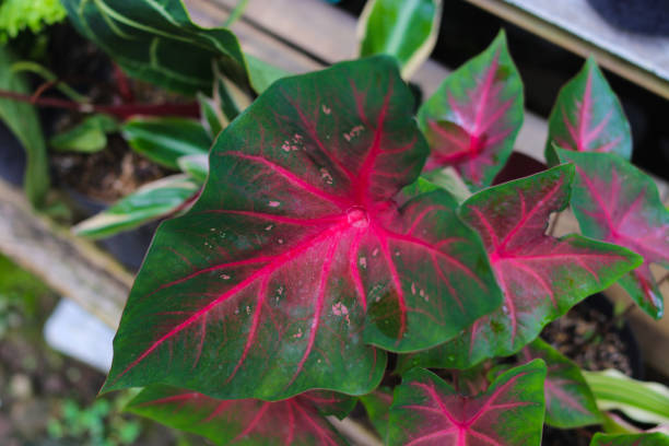 istock Caladium Hearts Delight in the backyard. 1402724938
