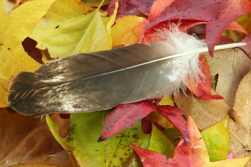an eagle feather lying on autumn foliage