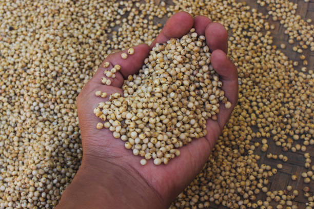 istock a handful of white sorghum or jowar grains 1402725836