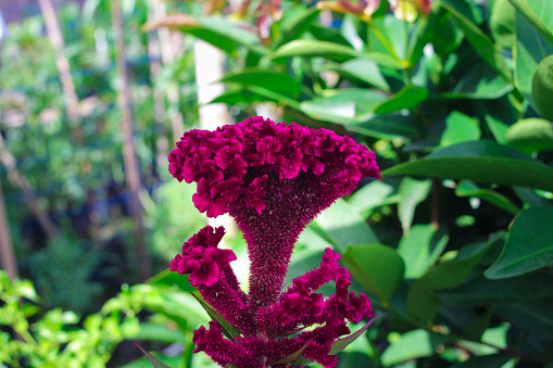 Cockscomb Flower or Celosia cristata with purple or magenta buds and green leaves blooming in the garden. Beautiful Burgundy Flower Stock Images.