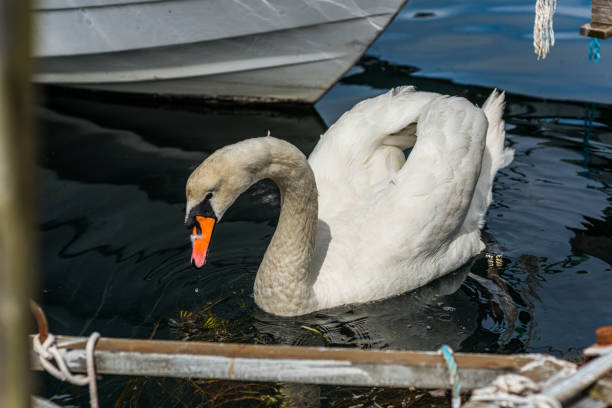 Mute swan swimming by the docks.