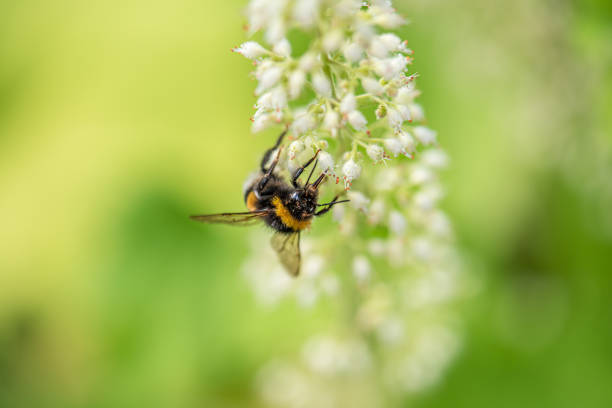 istock A bee collecting nectar on a small white flower. 1402726235