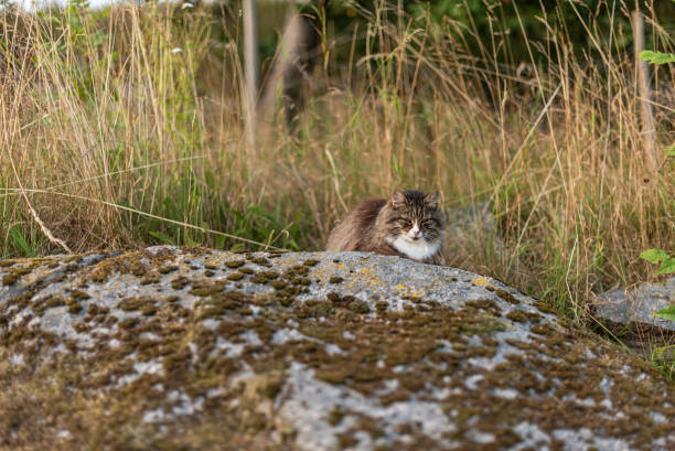 White, brown and black long haired cat resting on a warm stone