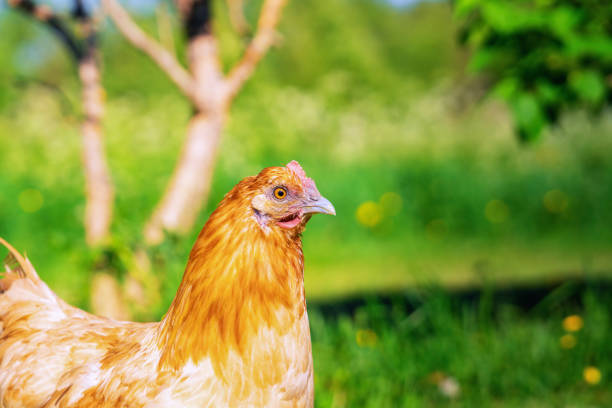 istock Light brown hen, right side close up side photo in garden 1402727099