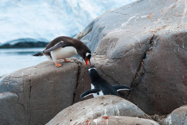 Young latino boy on antarctica beach looking at curious nearby wild gentoo penguin, who walked up to boy,  In backgriund across harbor are snow covered mountain peaks.
