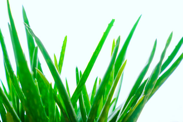 A close  image of a aloe Vera plant