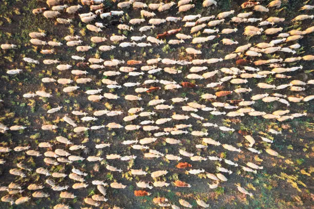 Photo of Aerial view group of lambs and sheeps