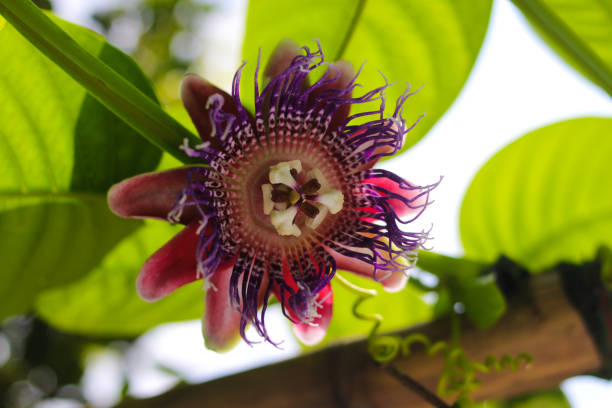 Passion fruits flower blooming in the garden Close-up view of Passiflora quadrangularis flowers (also known as the giant granadilla, barbadine, grenadine, giant tumbo or badea) is blooming in the garden. Agriculture background stock images. saint vincent and the grenadines stock pictures, royalty-free photos & images
