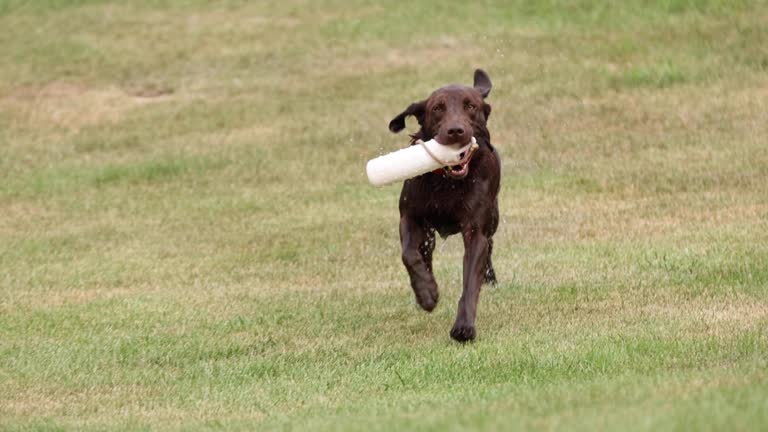 Dog running and fetching in slow motion