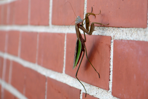 Praying mantis praying on the side of a red brick wall