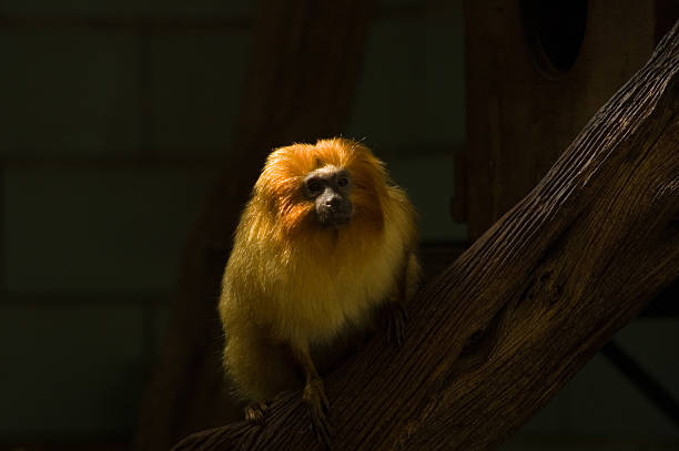 istock Golden Lion Tamarin Monkey 140273132