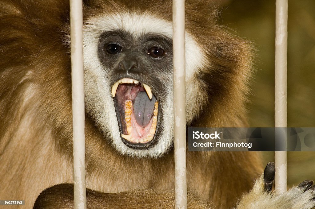 Macaco Angry Gibbon - Foto de stock de Agressão royalty-free