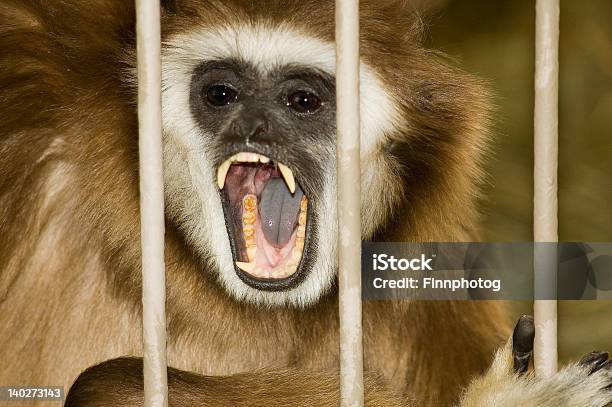 Foto de Macaco Angry Gibbon e mais fotos de stock de Agressão - Agressão, Boca Aberta, Boca Animal