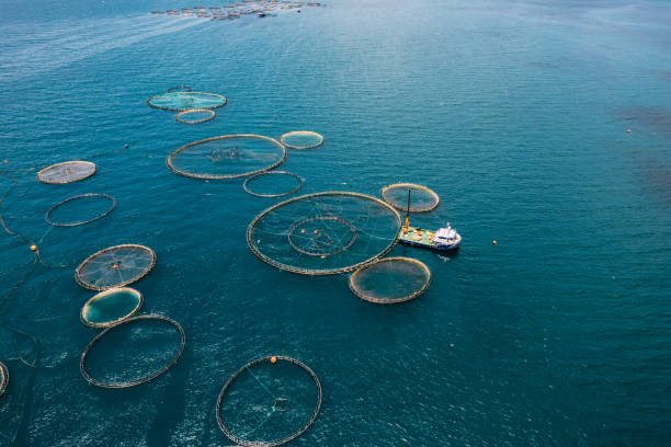 istock Drone View Fish Farms in the Sea 1402731736