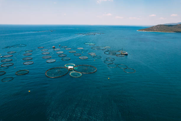 istock Drone View Fish Farms in the Sea 1402731737