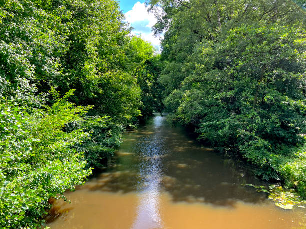 istock A small river through the forest with very muddy water. 1402732332