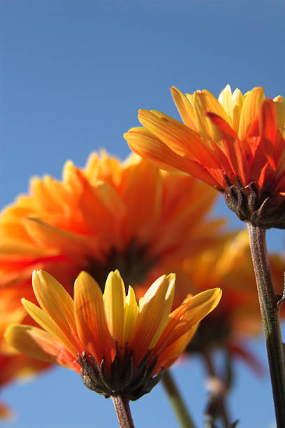 orange flowers & blue sky stock photo