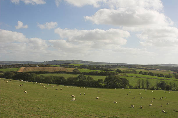 rural landscape with sheep stock photo
