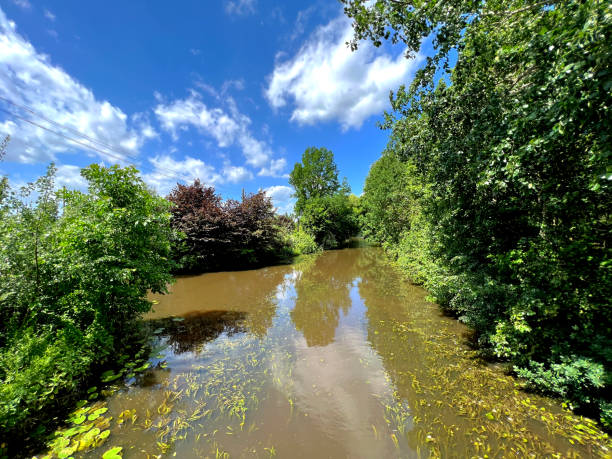 istock A small river through the forest with very muddy water. 1402732457