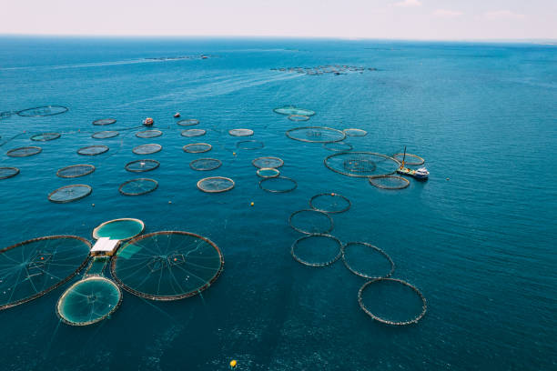 istock Drone View Fish Farms in the Sea 1402732513