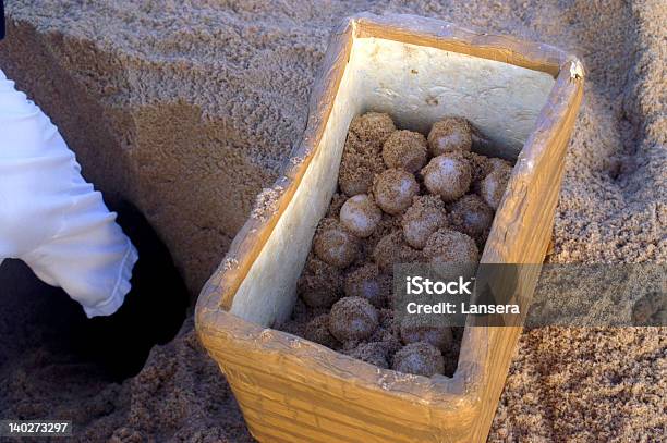 Turtle Egg Conservation Stock Photo - Download Image Now - Adult, Animal Egg, Beach
