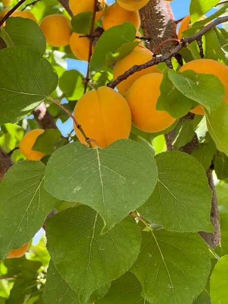 istock Apricot tree of the bloom 1402733007