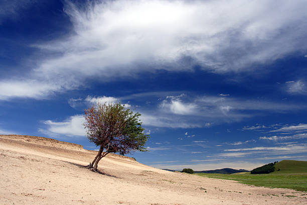 Lonely Tree against blue sky stock photo