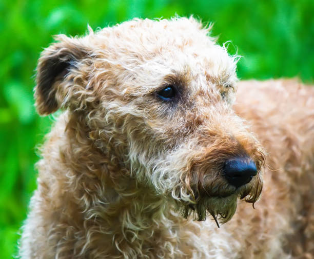 istock Cute dog outdoors. Pet in a summer park. 1402733713
