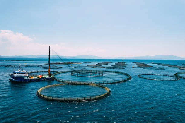 istock Drone View Fishing Boat Changing Net at Fish Farm 1402733864