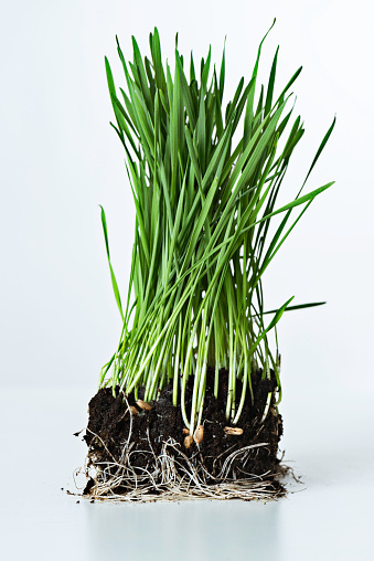 Wheatgrass with soil on white background.