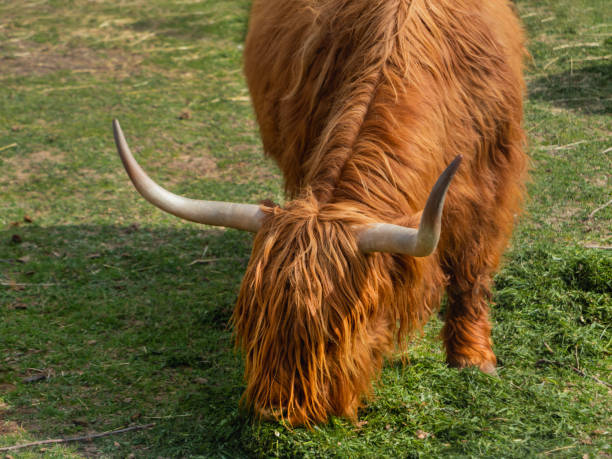 istock Highland Scottish breed of rustic cattle. Furry cows eat fresh grass in paddock. 1402734048