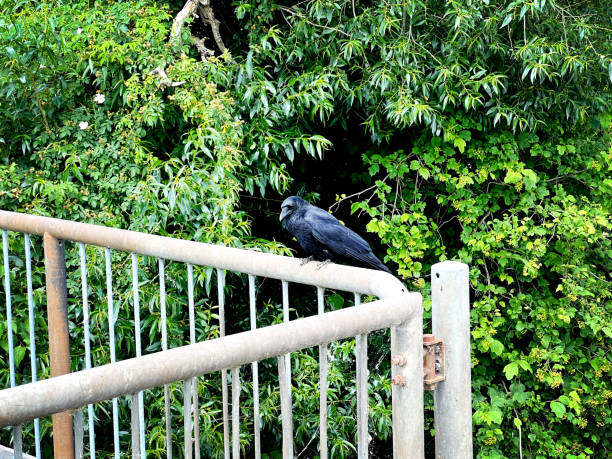 A raven on an iron gelling in nature in summer.