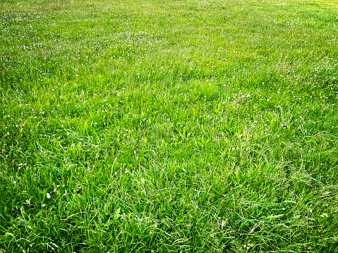 Close up of a green grass with blue sky in the background. Shallow depth of field, blurry background.