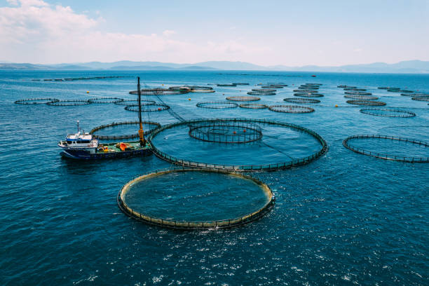 istock Drone View Fish Farms in the Sea 1402735883