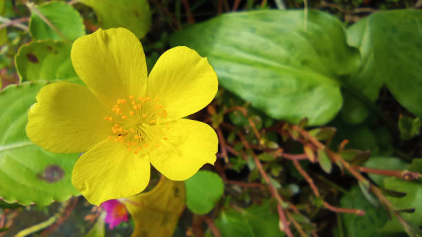 istock Closeup of a beautiful yellow flower with blurred background 1402736558