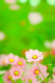 kosmos-blumen.jpg?b=1&s=170x170&k=20&c=0MROVC4PCJ82vmnBUTyRjgW0N18mq11Tr5LpeNQ5-qc=