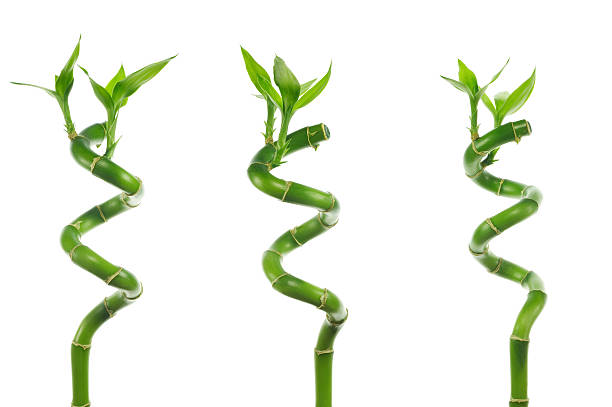 lucky bamboo trio stock photo