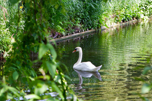 A white swan in the lake in green park stock photo