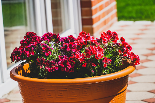 Red and purple petunia flowers in pot on the porch