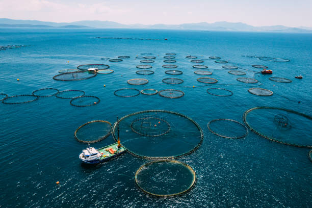 istock Drone View Fishing Boat Changing Net at Fish Farm 1402736776