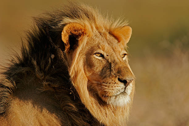 grande leone africano maschio - kalahari gemsbok national park foto e immagini stock