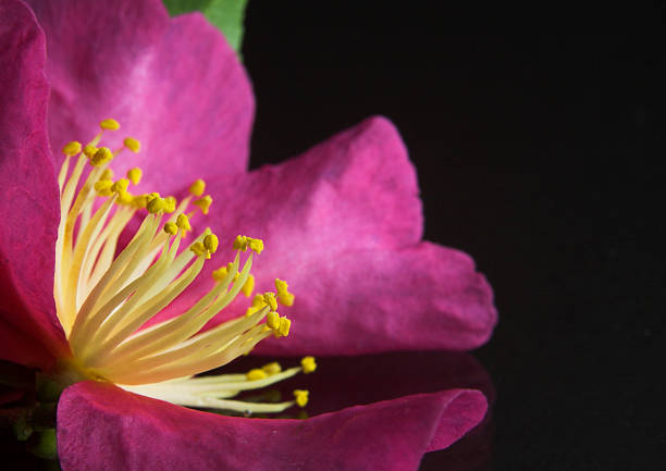 Camellia Flower Stamen stock photo