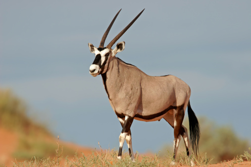 A gemsbok antelope (Oryx gazella) on a red sand dune, Kalahari, South Africa