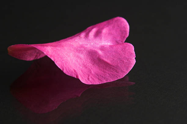 Camellia de pétalas de flores - foto de acervo