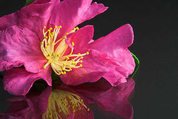 Camellia Flower Bloom stock photo