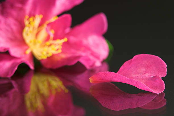 Camellia Petal and Flower stock photo