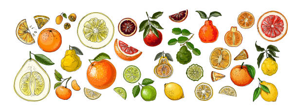 nahrungsvektor zitruszeichnung von früchten. kaffir limette, pomelo, grapefruit, orange - fruit flavor stock-grafiken, -clipart, -cartoons und -symbole